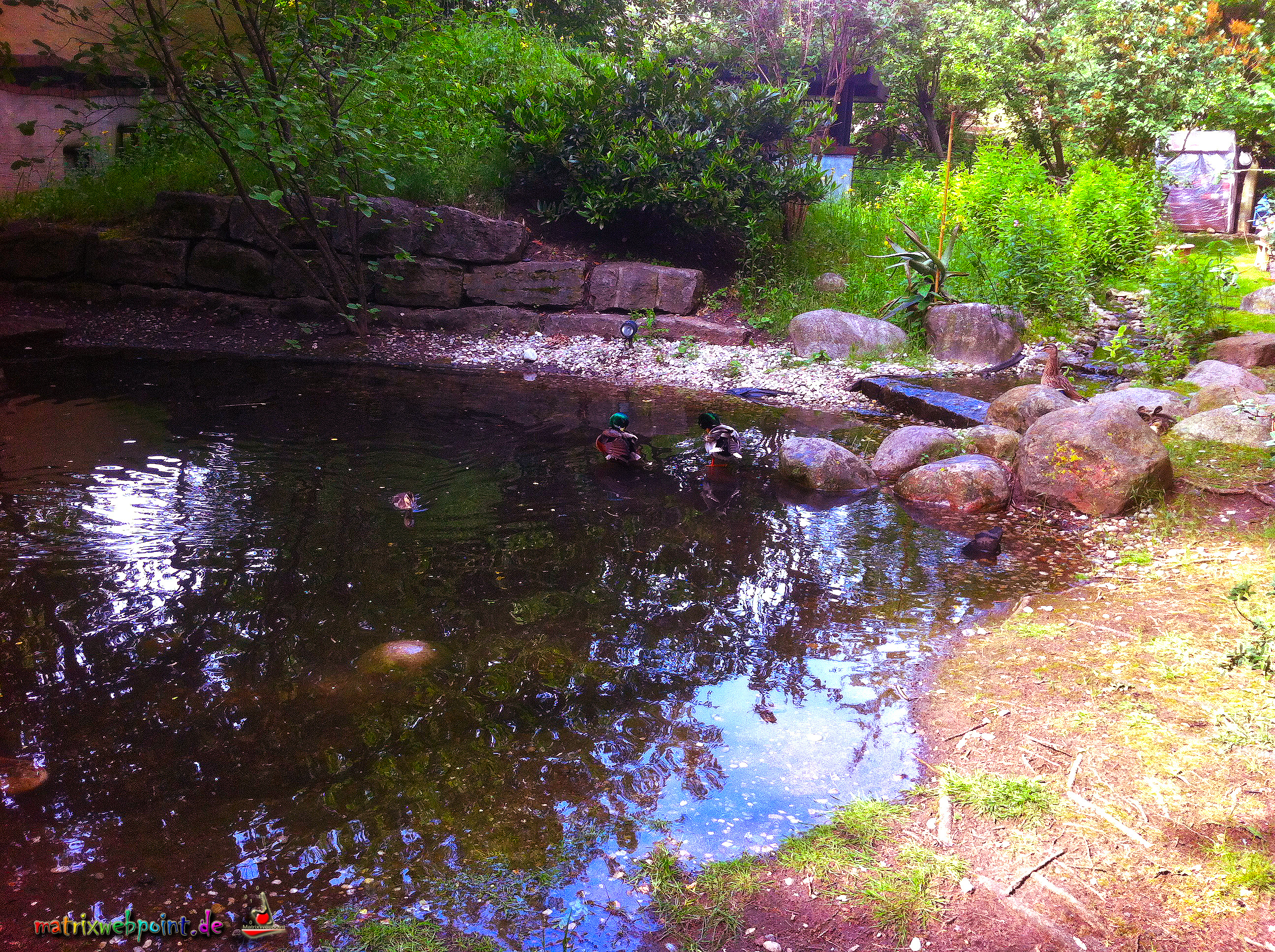 Teich
