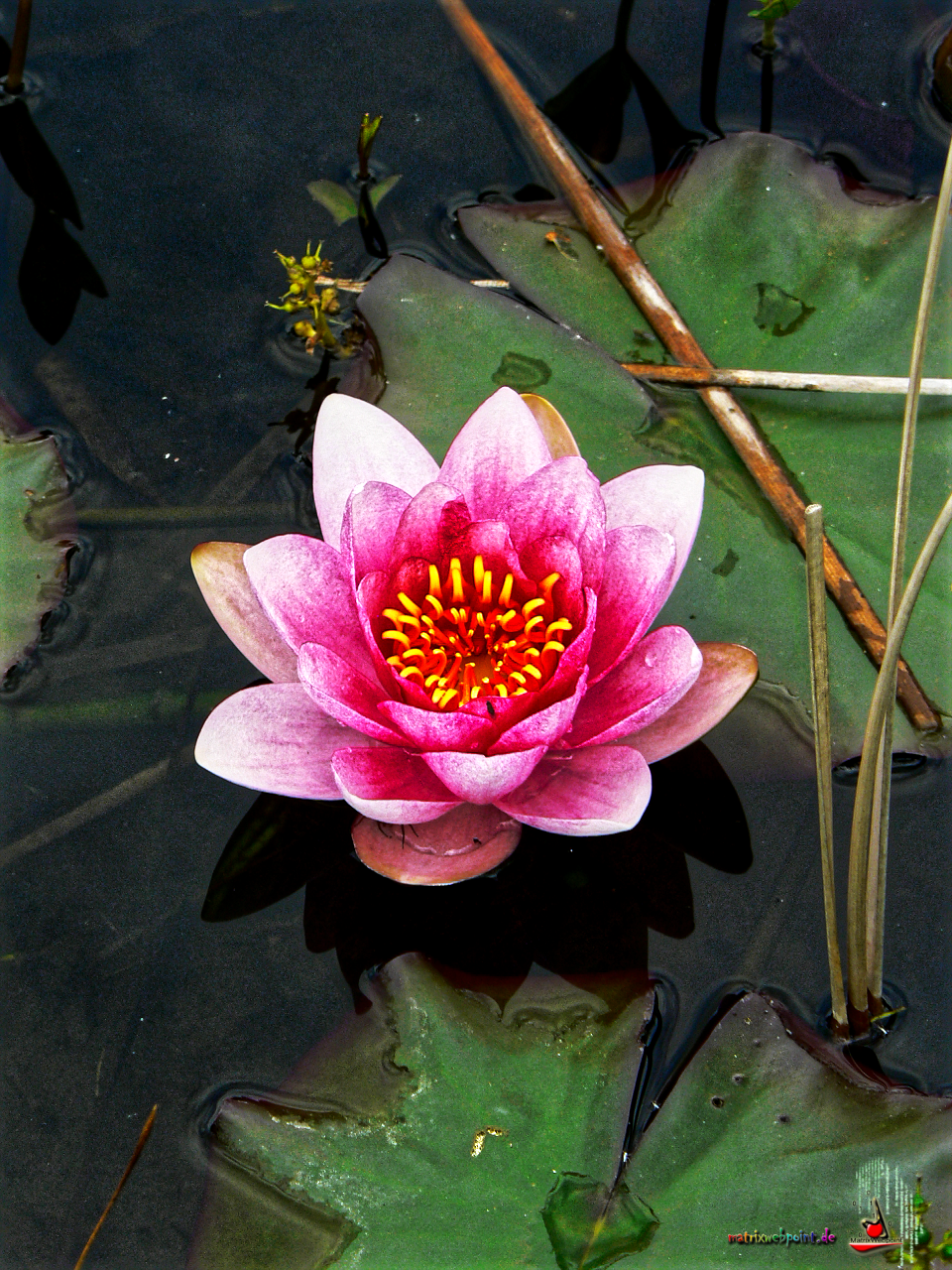 SEEROSE