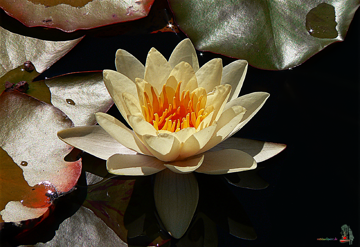 SEEROSE